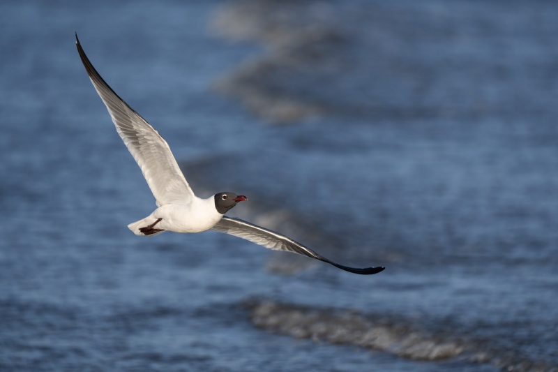 Laughing-Gull-3200-in-elegant-flight-_A1G2694-Jekyll-Point-Jekyll-Island-GA