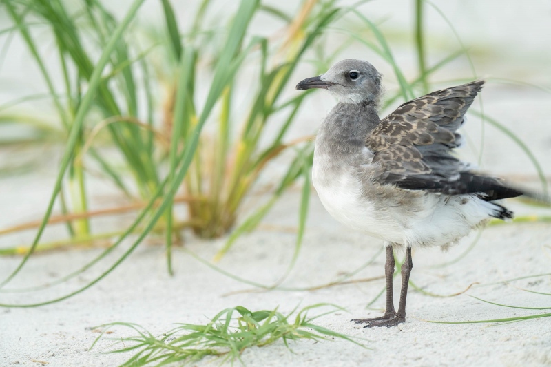 Laughing-Gull-3200-large-chick-flicking-wings-_A1G7127Huguenot-Memorial-Park-Jacksonville-FL