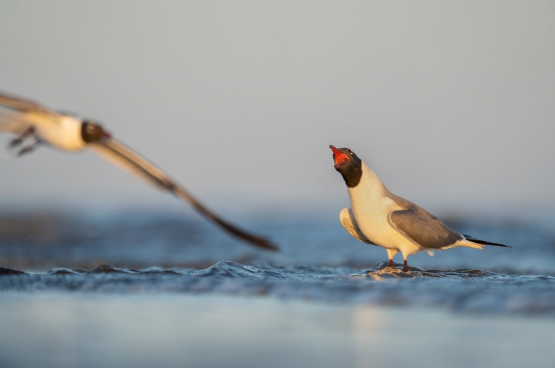 Laughing-Gull-3200-screaming-at-fly-by-_A1G9562-Jekyll-Point-Jekyll-Island-GA