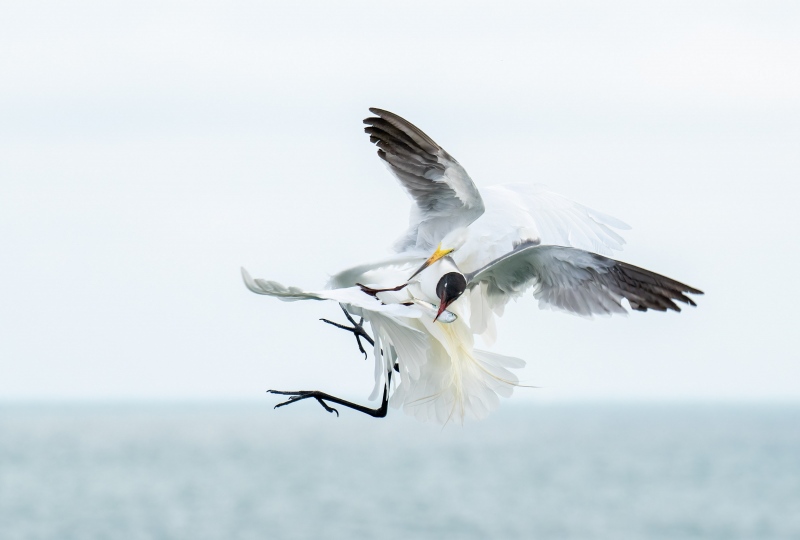 Laughing-Gull-3200-steals-fish-from-Great-Egret-_A1G8178-Fort-DeSoto-Park-FL