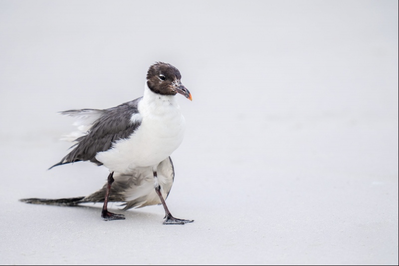 Laughing-Gull-3200-with-broken-wing-_A1G8305Hugeunot-Memorial-Park-Jacksonville-FL