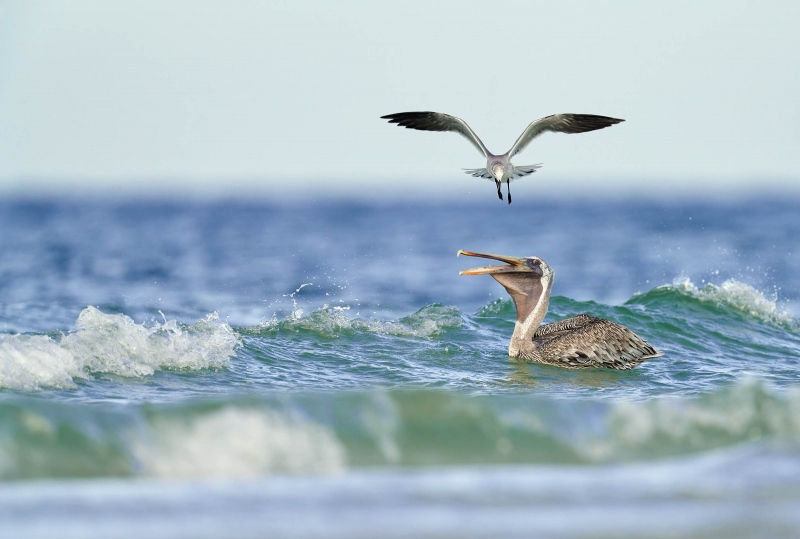 Laughing-Gull-Brown-Pelican-3200-kleptoparasitism-_7R47742-Fort-DeSoto-Park-FL-1