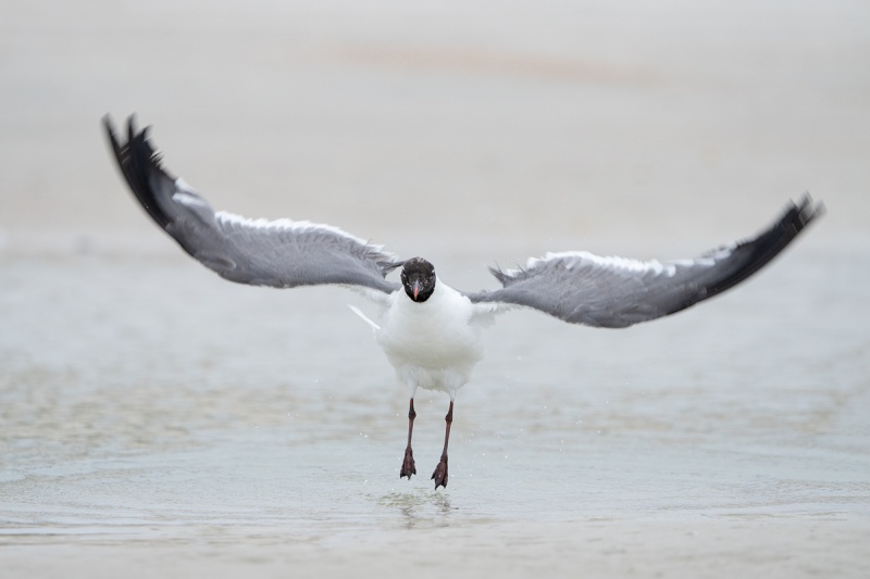 Laughing-Gull-post-breeding-flapping-after-bath-_A1B2302-Jacksonville-FL