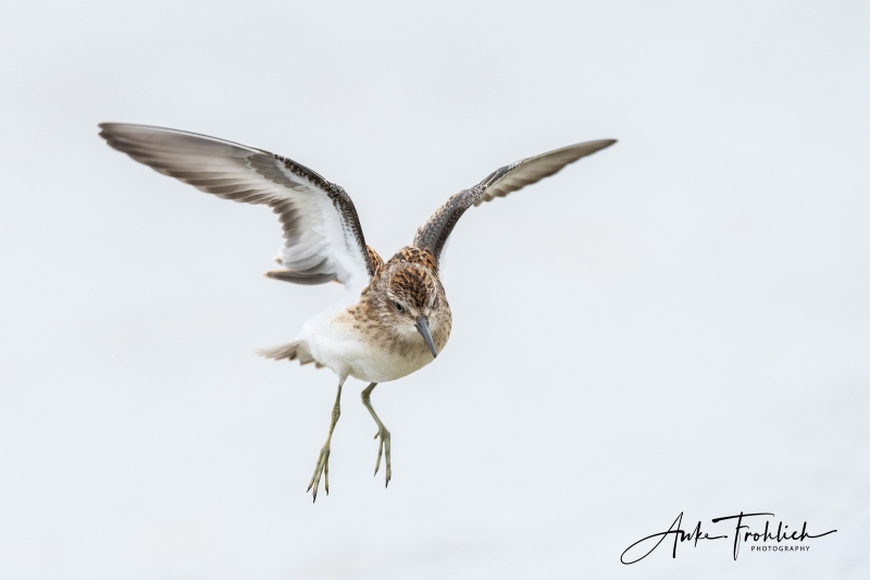 Leasst-Sandpiper-SIG-2400-juvenile-flapping-after-bath-ANKE-_A1B4617-Nickerson-Beach-LI-NY