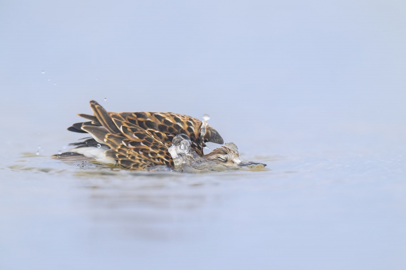 Least-Sandpiper-3200-BLOG-bathing-_A1B6945-Nickerson-Beach-LI-NY