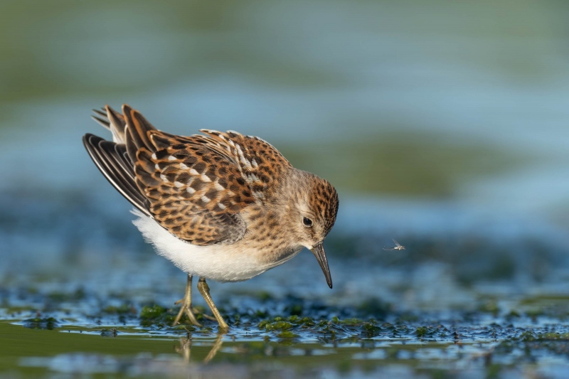 Least-Sandpiper-3200-juvenile-foraging-_A1G6132-East-Pond-Jamaica-Bay-Wildlife-Refuge-Queens-NY