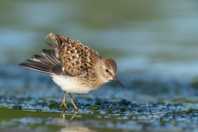 Least-Sandpiper-3200-juvenile-ruffling-I-_A1G6137-East-Pond-Jamaica-Bay-Wildlife-Refuge-Queens-NY