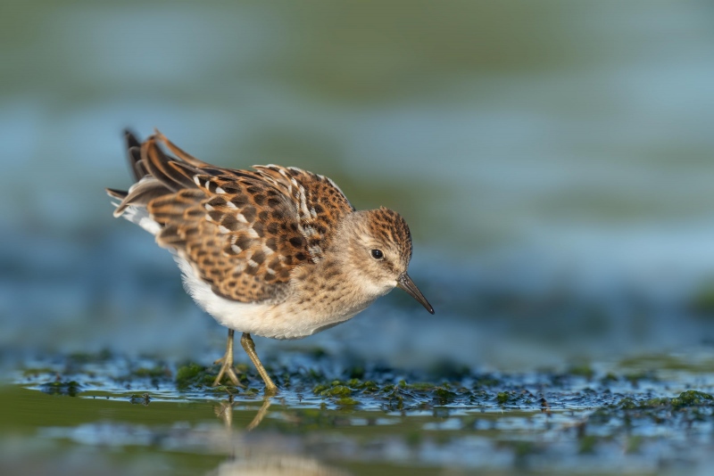 Least-Sandpiper-3200-juvenile-ruffling-II-_A1G6135-East-Pond-Jamaica-Bay-Wildlife-Refuge-Queens-NY