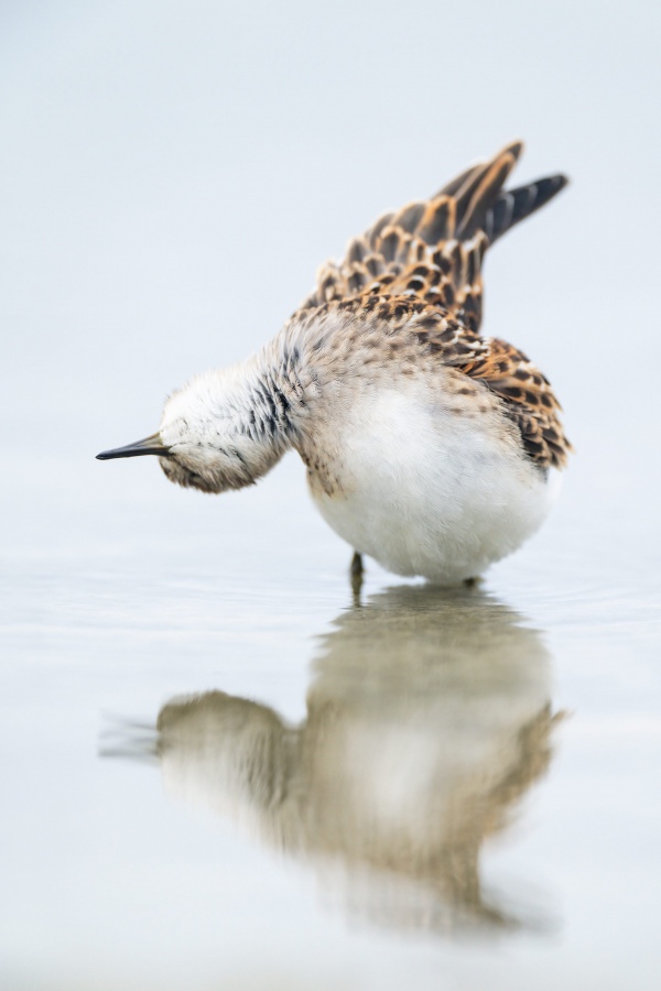 Least-Sandpiper-3200-juvenile-shaking-after-bath-_A1B7700-Nickerson-Beach-LI-NY