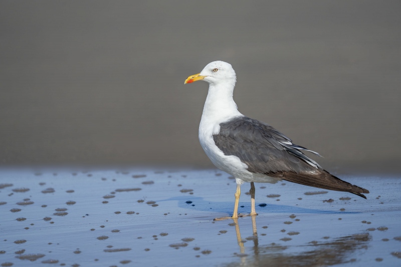 Lesser-Black-backed-Gull-3200-_A1G0295-Nickerson-Beach-Lido-Beach-NY