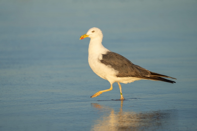 Lesser-Black-backed-Gull-3200-_A1G1778-Nickerson-Beach-Lido-Beach-NY