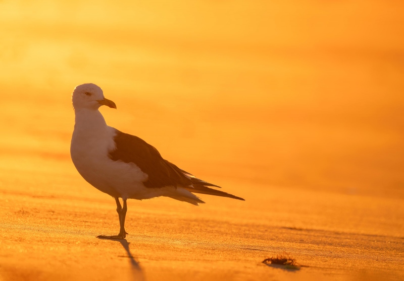 Lesser-Black-backed-Gull-3200-backlit-at-sunrise-_A1G1247-Nickerson-Beach-Lido-Beach-NY