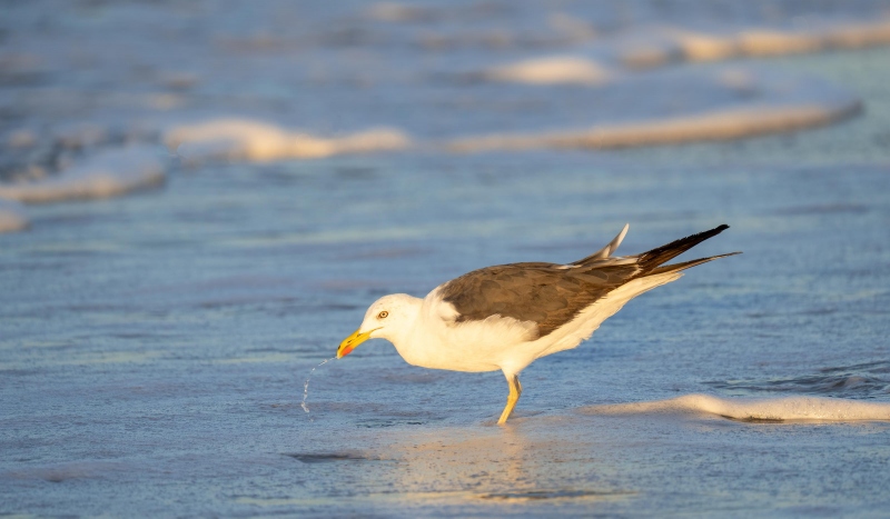 Lesser-Black-backed-Gull-3200-drinking-_A1G1475-Nickerson-Beach-Lido-Beach-NY