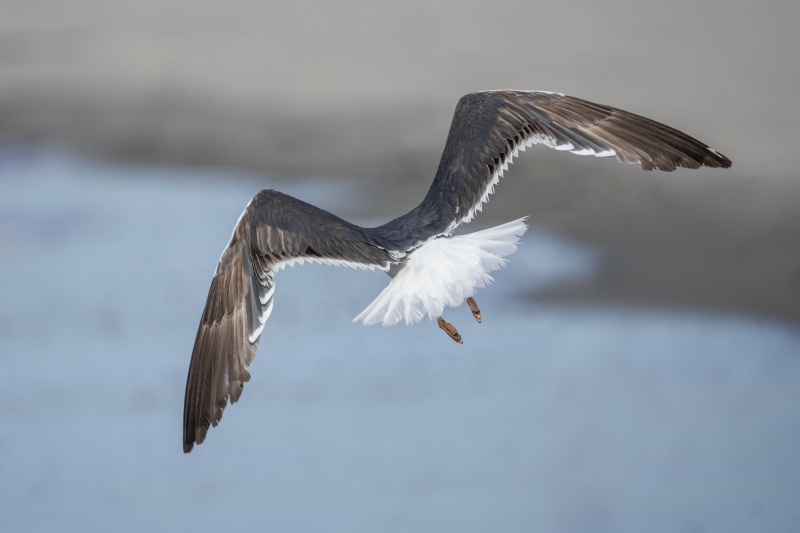 Lesser-Black-backed-Gull-3200-flying-away-_A1G0314-Nickerson-Beach-Lido-Beach-NY