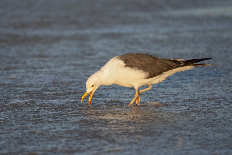 Lesser-Black-backed-Gull-3200-hunting-sand-crabs-_A1G1564-Nickerson-Beach-Lido-Beach-NY-2