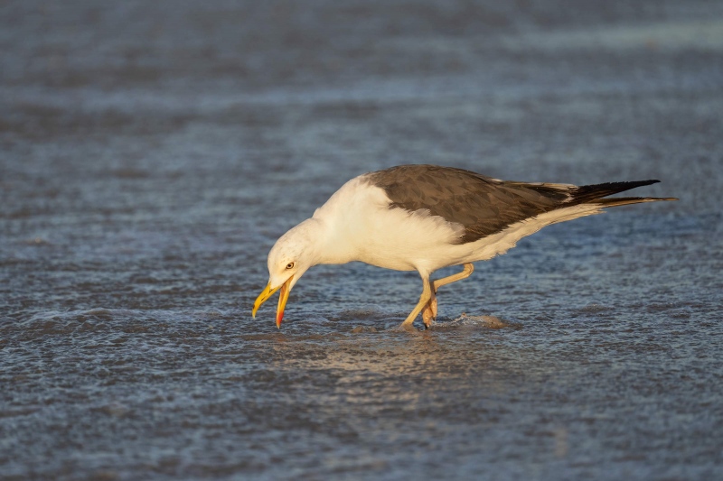 Lesser-Black-backed-Gull-3200-hunting-sand-crabs-_A1G1564-Nickerson-Beach-Lido-Beach-NY-2