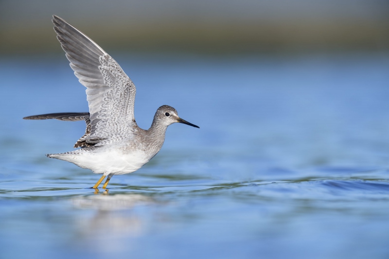 Lesser-Yellowlegs-3200-juvenile-wing-raised-_A1G5636-East-Pond-Jamaica-Bay-Wildlife-Refuge-Queens-NY