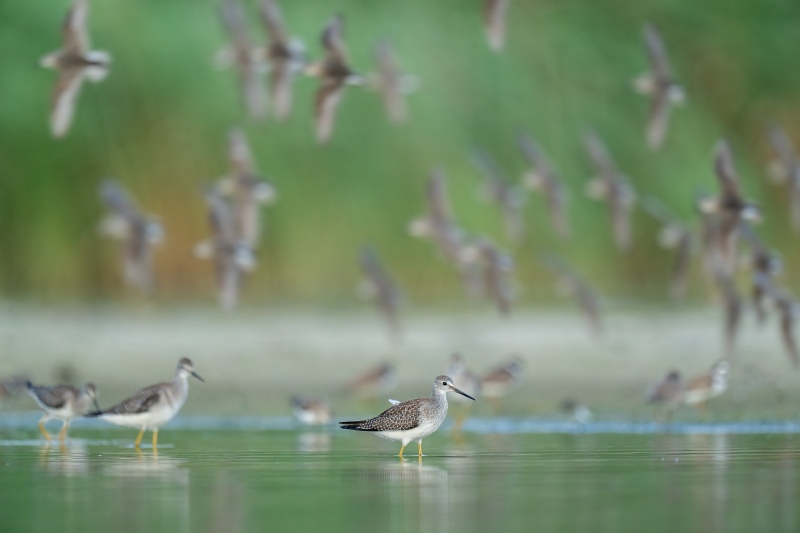 Lesser-Yellowlegs-3200-shorebird-flock-_A1G0701Nickerson-Beach-Park-Lido-Beach-Long-Isand-NY