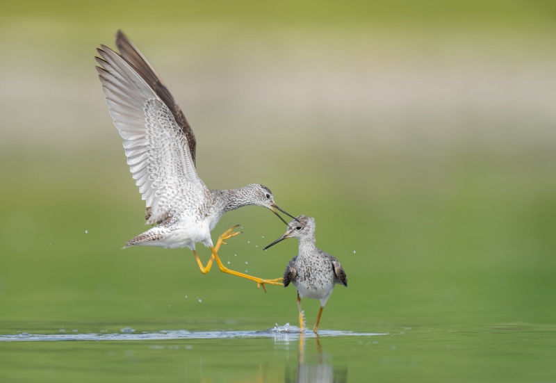Lesser-Yellowlegs-3200-squabbling-_A1G8914-East-Pond-Jamaica-Bay-WIldlifre-Refuge-Queens-NY