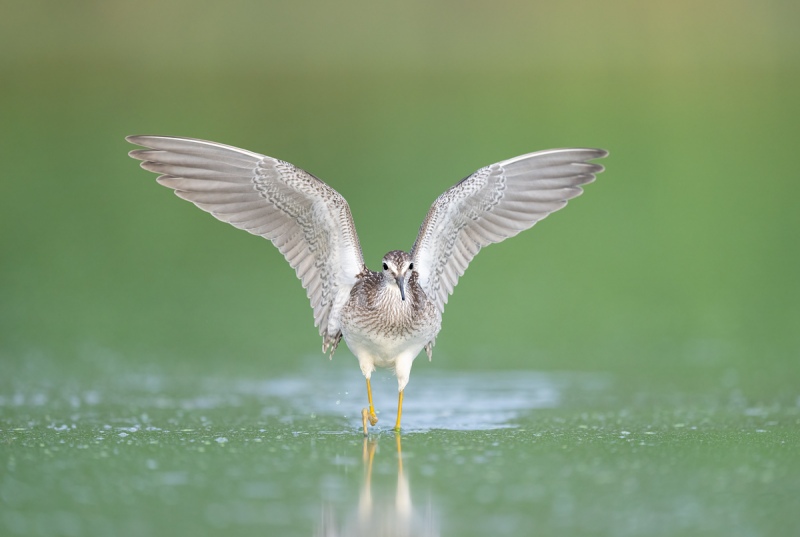 Lesser-Yellowlegs-charging-forward-_A1B2108-East-Pond-JBWR-Q-NY