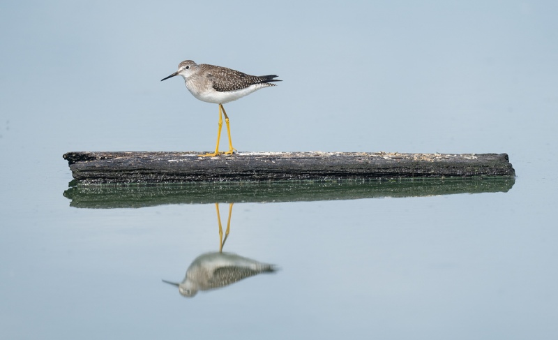 Lesser-Yellowlegs-juvenile-on-board-at-Raunt-_A1B8222-East-Pond-JBWR-Q-NY
