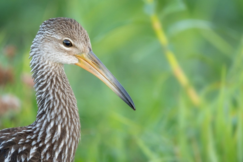 Limpkin-3200-juvenile-head-portrait-_A1G9185-Stick-Marsh-Fellsmere-FL