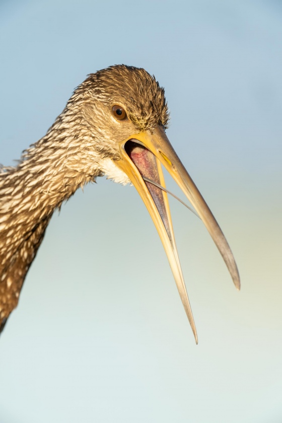 Limpkin-3200-screaming-_A1B4961-Indian-Lake-Estates-FL