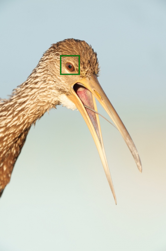 Limpkin-AF-point-1