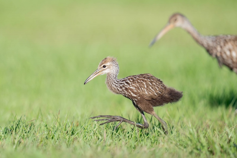 Limpkin-fledged-3200-chick-with-adult-_A1G4127-Indian-Lake-Estates-FL