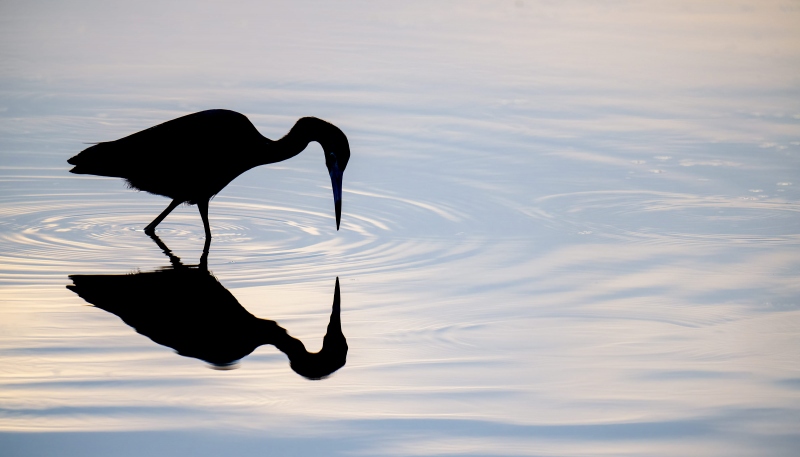 Little-Blue-Heron-3200-backlit-fishing-_A1G8354Indian-Lake-Estates-FL