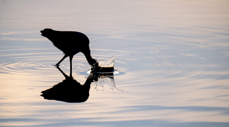 Little-Blue-Heron-3200-backlit-striking-_A1G8358Indian-Lake-Estates-FL