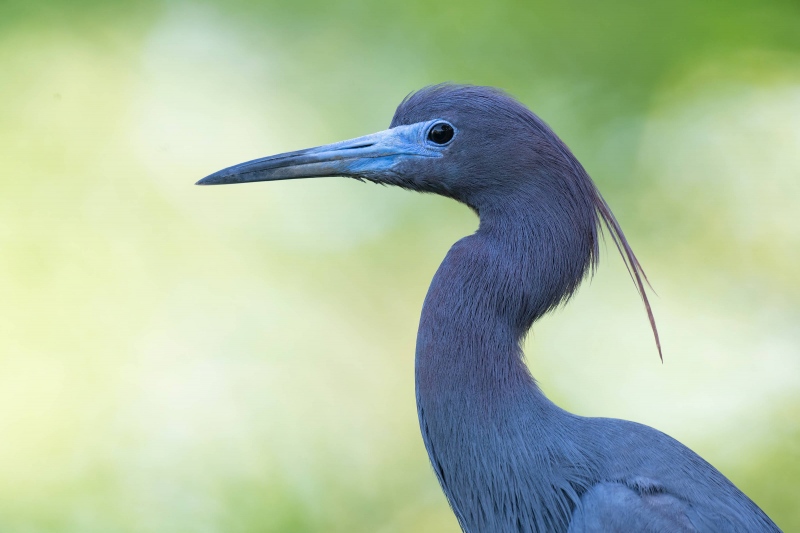 Little-Blue-Heron-3200-breeding-plumage-head-portrait-_A1G2110-St.-Augustine-Alligator-Farm-FL-GA