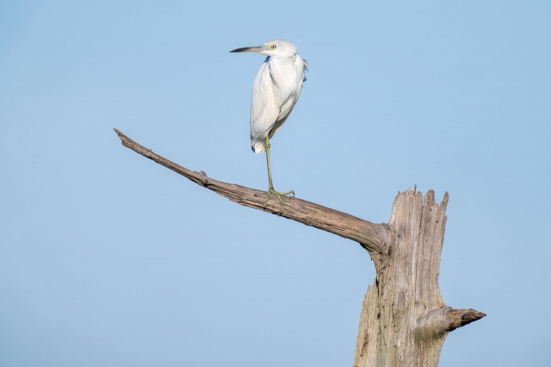 Little-Blue-Heron-3200-juvenile-on-The-Perch-_A1G3192-Indian-Lake-Estates-FL-2