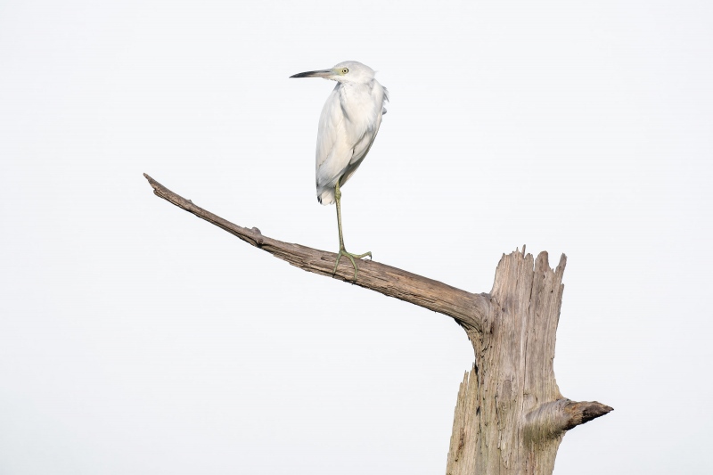 Little-Blue-Heron-3200-juvenile-on-The-Perch-_A1G3192-Indian-Lake-Estates-FL