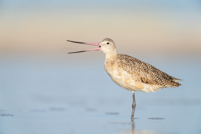 Marbled-Godwit-3200-bill-open-eye-replaced-_A1A3493-Fort-DeSoto-Park-Tierra-Verde-FL-