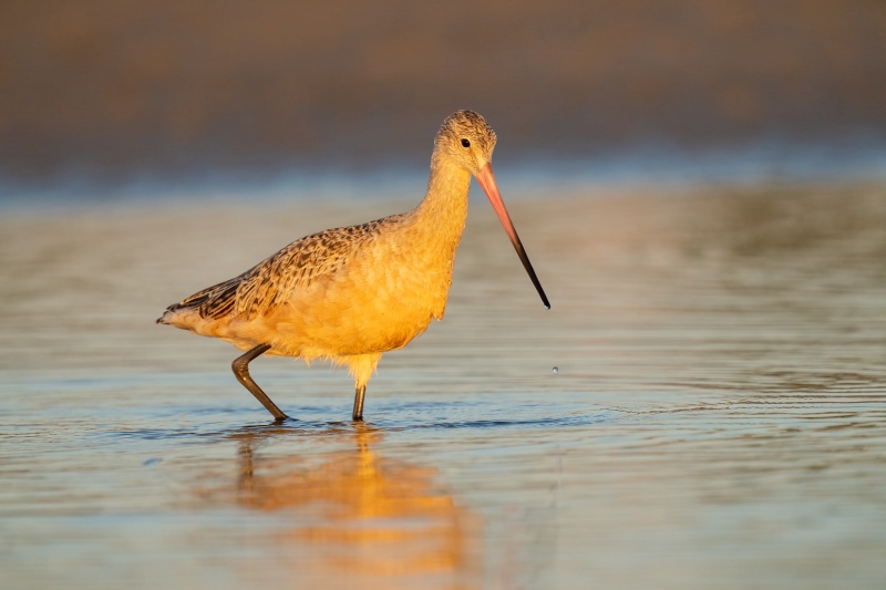 Marbled-Godwit-3200-foraging-_A1B8015-Fort-DeSoto-Park-FL