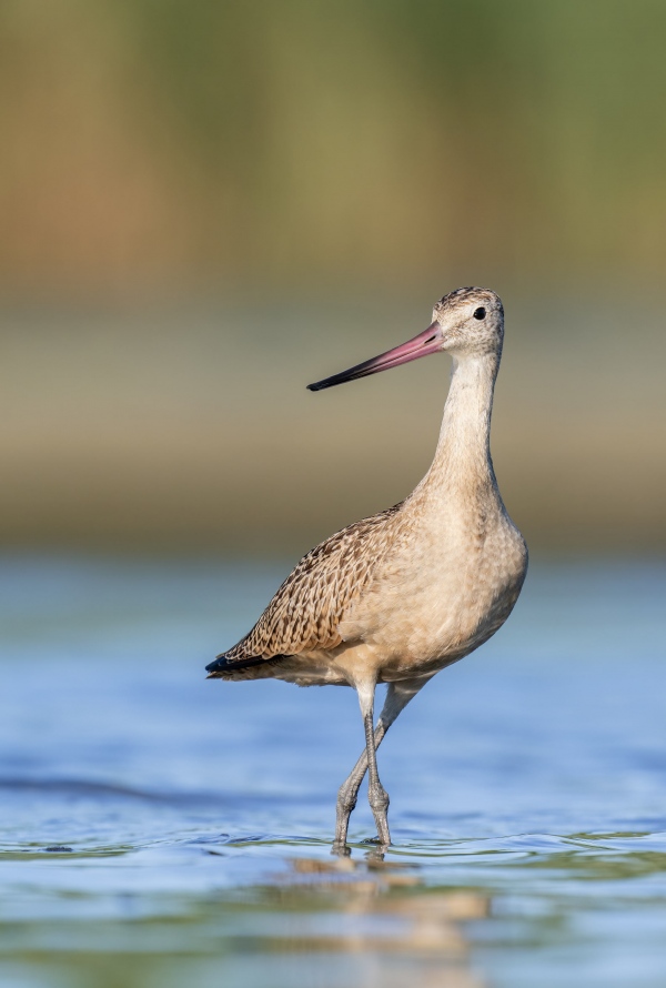 Marbled-Godwit-3200-posing-_A1G6380-East-Pond-Jamaica-Bay-Wildlife-Refuge-Queens-NY