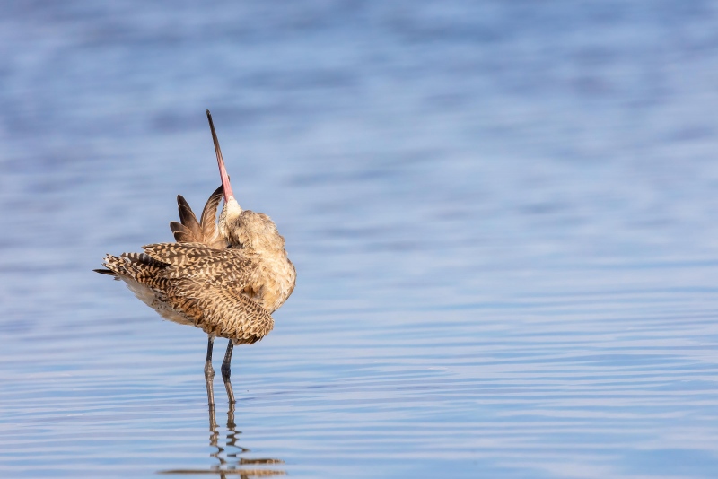 Marbled-Godwit-3200-preening-3X2-_U1A1934