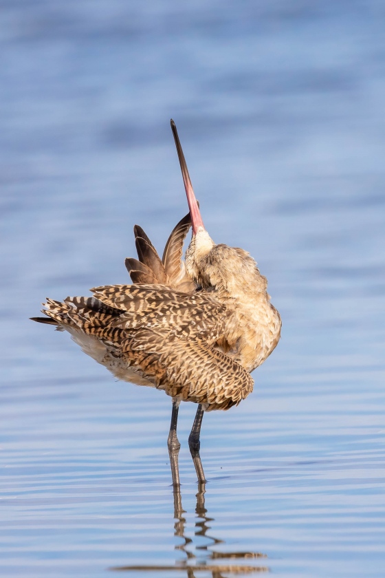 Marbled-Godwit-3200-preening-_U1A1934