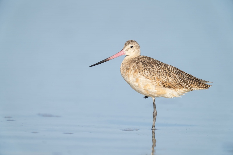 Marbled-Godwit-3200-standing-_A1A3450-Fort-DeSoto-Park-Tierra-Verde-FL-