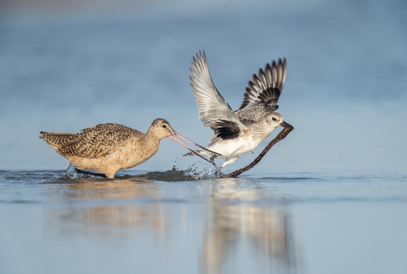 Marbled-Godwit-3200-trying-to-re-claim-lugworm-stolen-by-BBPLOV-_A1B2124-Fort-DeSoto-Park-FL