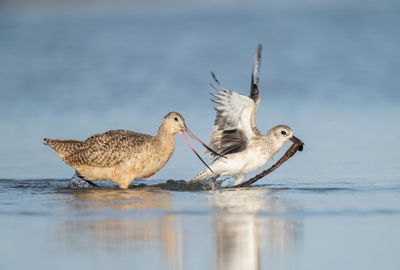 Marbled-Godwit-3200-trying-to-re-claim-stolen-lugworm-from-Black-bellied-Plover_A1B2123-Fort-DeSoto-Park-FL