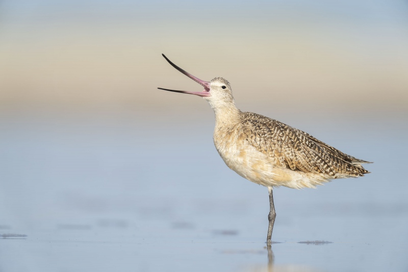 Marbled-Godwit-3200-w-bill-open-head-turned-_A1A3491-Fort-DeSoto-Park-Tierra-Verde-FL-