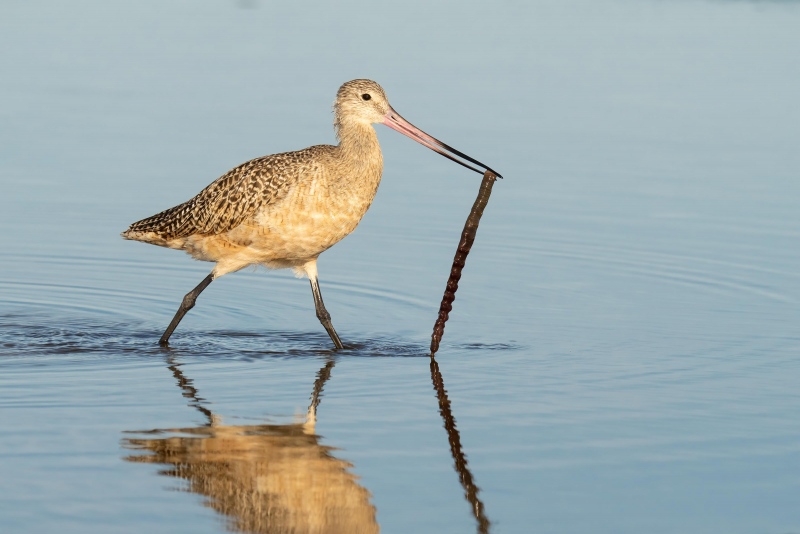 Marbled-Godwit-3200-with-lugworm-_A1B4189-Fort-DeSoto-Park-FL