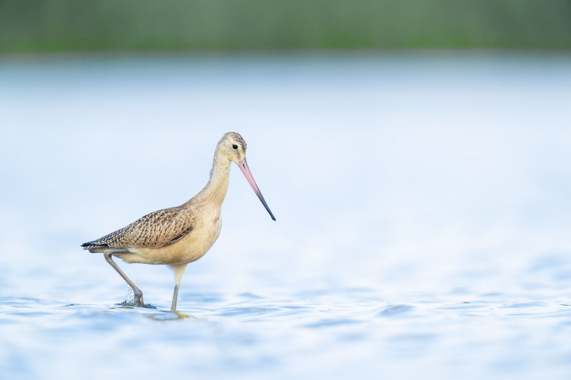 Marbled-Godwit-3200.-foraging-_A1G2015Nickerson-Beach-Park-Lido-Beach-Long-Isand-NY