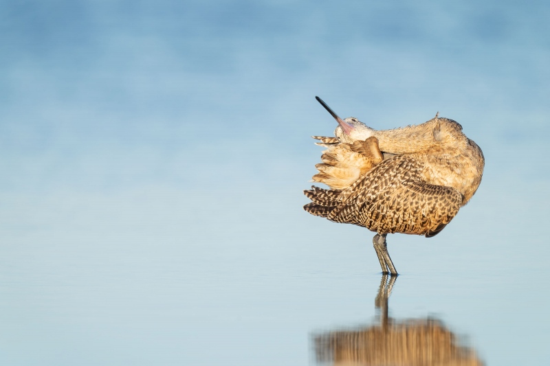 Marbled-Godwit-preening-_A1B7041-Fort-DeSoto-Park-FL