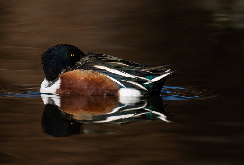 Northern-Shoveler-3200-drake-SIDELIT-_A1G7593-Santee-Lakes-Regional-Park-CA