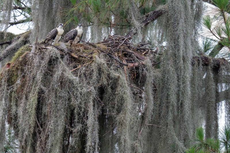 Osprey-1900-two-chick-in-nest-_A1G0915-Indian-Lake-Estates-FL