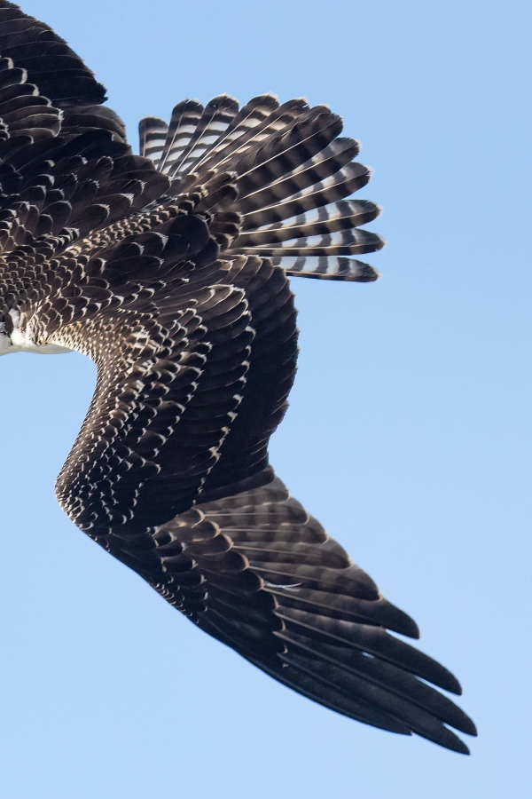 Osprey-2100-one-wing-and-tail-_A1G6904-Nickerson-Beach-Lido-Beach-NY