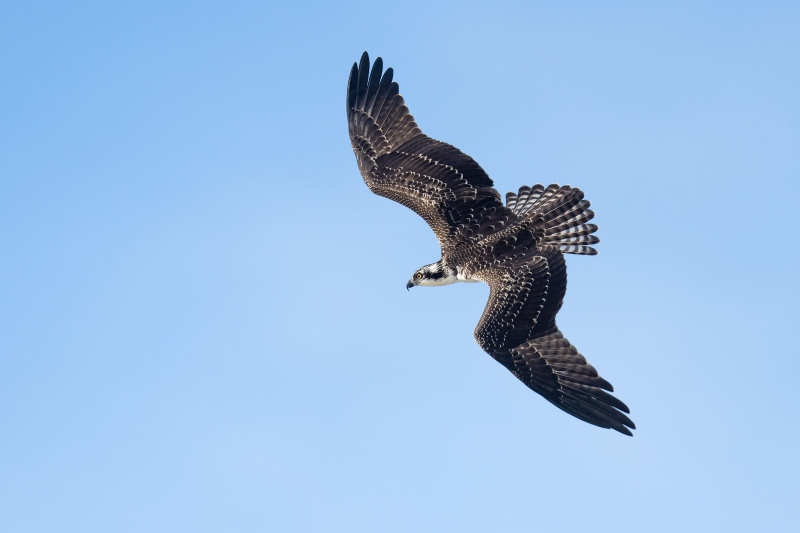 Osprey-3200-angled-flight-dorsal-view-_A1G6904-Nickerson-Beach-Lido-Beach-NY